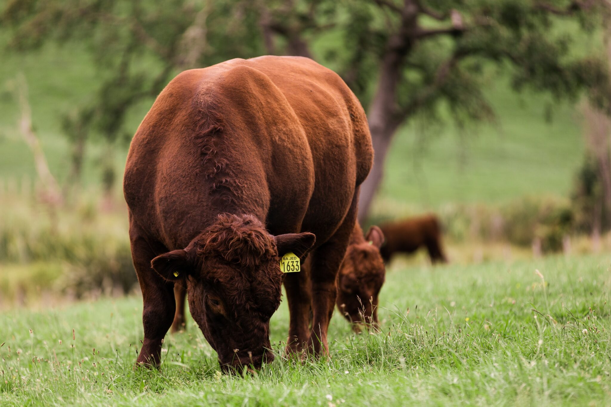 Red Devon Cattle Ahuroa Red Devon