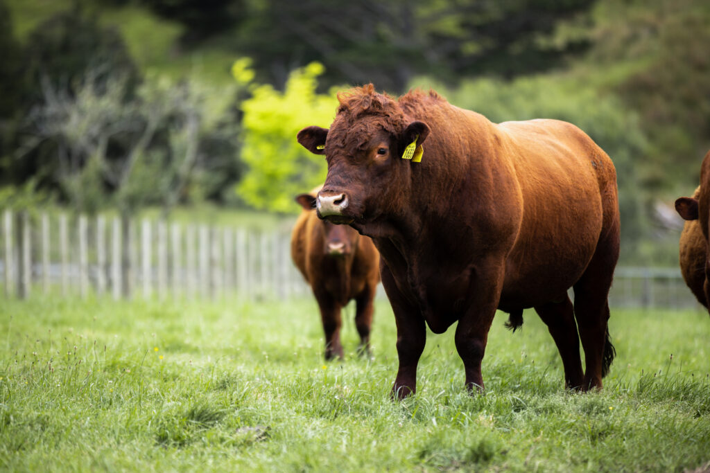 Red Devon cattle