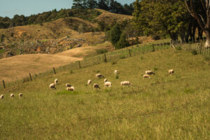 Sheep grazing