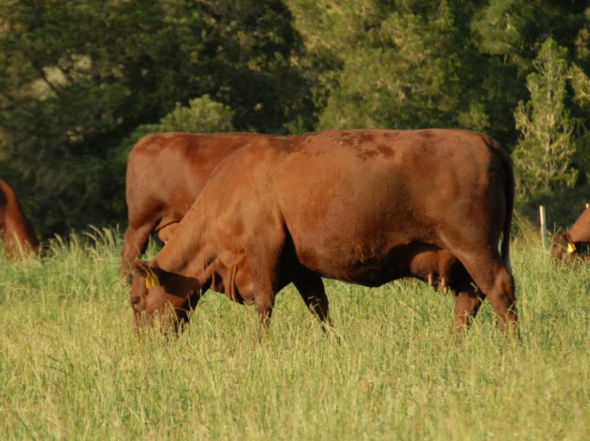 Breeding cows graze summer growth