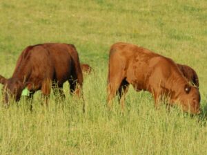 Calves graze summer growth