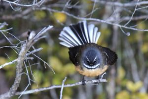 Pīwakawaka (Fantail)