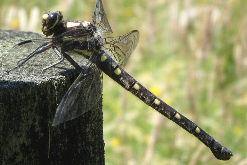 Kapokapowai (NZ bush Giant Dragonfly)