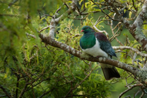 Kererū (Pigeon)