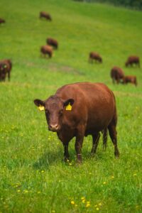 Red Devon cow