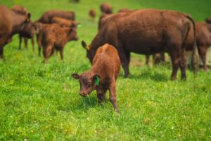 Red Devon calf