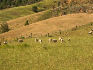 Wiltshire sheep grazing