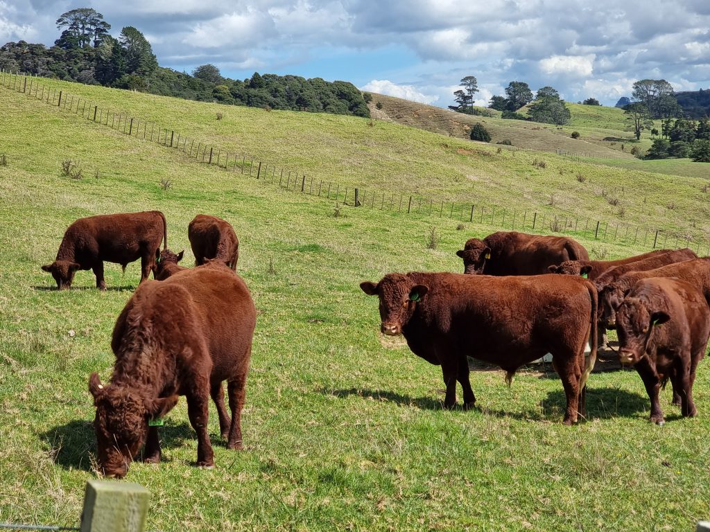 raising bulls for breeding