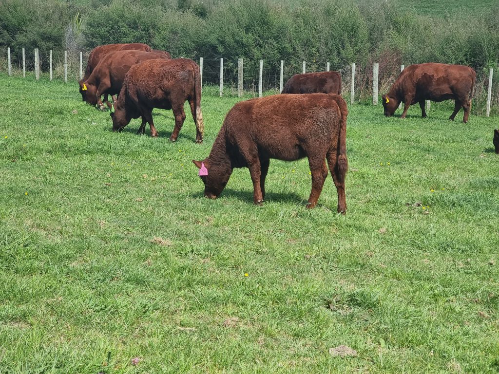 Yearling Cows – Ahuroa Red Devon